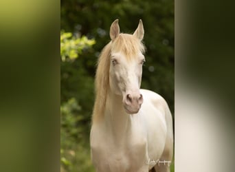 PRE, Stallion, 9 years, 15.2 hh, Perlino