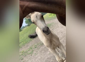 PRE, Stallion, 9 years, 16 hh, Perlino