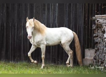 PRE, Stallion, 7 years, 15.1 hh, Perlino