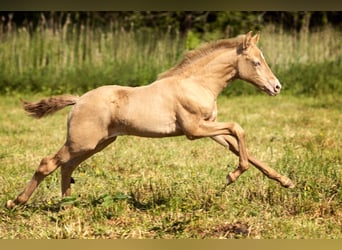 PRE, Stallion, 7 years, 15.1 hh, Perlino