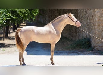PRE, Stallion, 5 years, 16.2 hh, Perlino