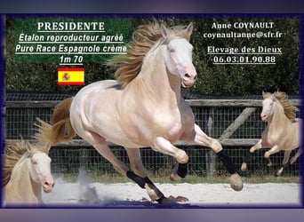PRE, Stallion, 10 years, 16,2 hh, Perlino