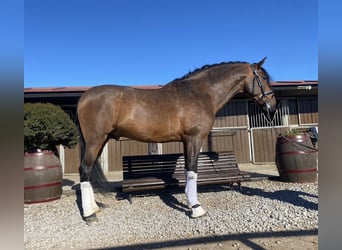 PRE, Stallion, 12 years, 16,3 hh