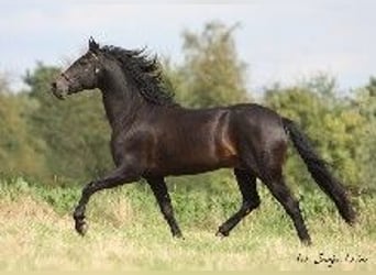 PRE, Stallion, 5 years, 16 hh, Smoky-Black