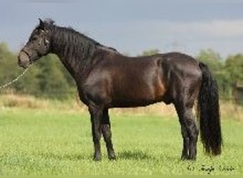 PRE, Stallion, 5 years, 16 hh, Smoky-Black