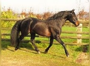 PRE, Stallion, 5 years, 16 hh, Smoky-Black