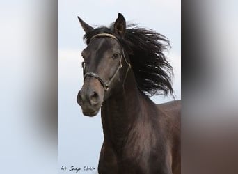 PRE, Stallion, 5 years, 16 hh, Smoky-Black