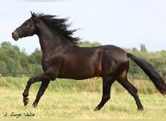 PRE, Stallion, 5 years, 16 hh, Smoky-Black