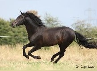 PRE, Stallion, 5 years, 16 hh, Smoky-Black