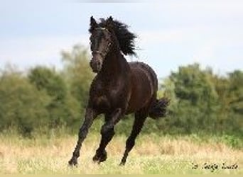 PRE, Stallion, 5 years, 16 hh, Smoky-Black