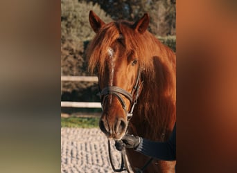 PRE Mix, Stallone, 10 Anni, 157 cm, Sauro ciliegia