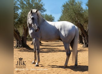 PRE Mix, Stallone, 10 Anni, 158 cm, Grigio
