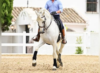 PRE Mix, Stallone, 10 Anni, 162 cm, Grigio
