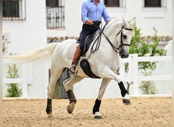 PRE Mix, Stallone, 10 Anni, 162 cm, Grigio