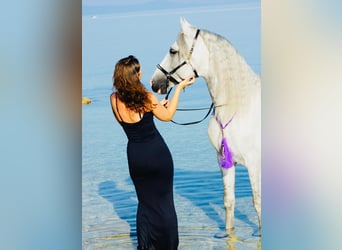 PRE, Stallone, 10 Anni, 163 cm, Grigio