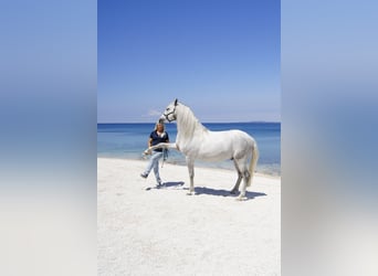 PRE, Stallone, 10 Anni, 163 cm, Grigio