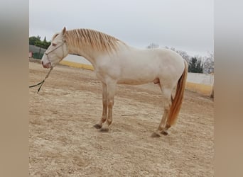 PRE, Stallone, 10 Anni, 163 cm, Perlino