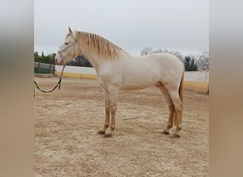 PRE, Stallone, 10 Anni, 163 cm, Perlino