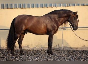 PRE, Stallone, 10 Anni, 165 cm, Baio