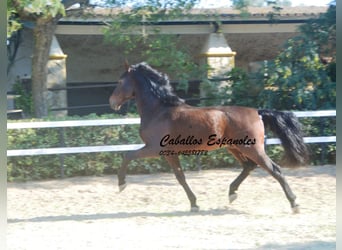 PRE Mix, Stallone, 10 Anni, 165 cm, Baio