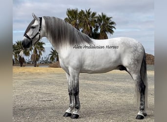 PRE Mix, Stallone, 10 Anni, 167 cm, Bianco