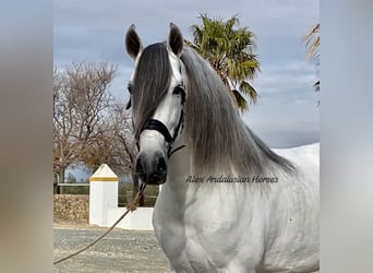 PRE Mix, Stallone, 10 Anni, 167 cm, Bianco