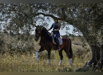 PRE, Stallone, 10 Anni, 168 cm, Baio