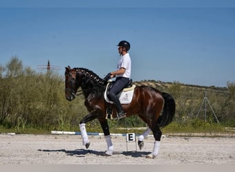 PRE, Stallone, 10 Anni, 168 cm, Baio