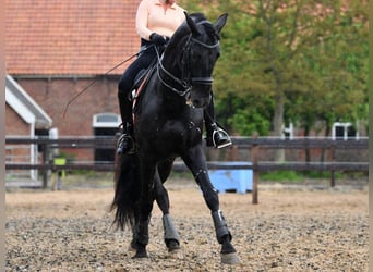 PRE Mix, Stallone, 10 Anni, 168 cm, Morello