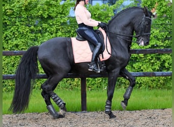PRE Mix, Stallone, 10 Anni, 168 cm, Morello