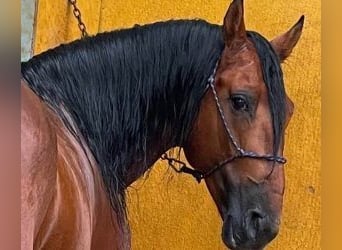 PRE Mix, Stallone, 10 Anni, 170 cm, Baio ciliegia