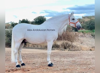 PRE Mix, Stallone, 10 Anni, 172 cm, Bianco
