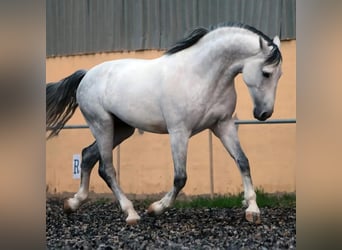 PRE Mix, Stallone, 10 Anni, 173 cm, Grigio