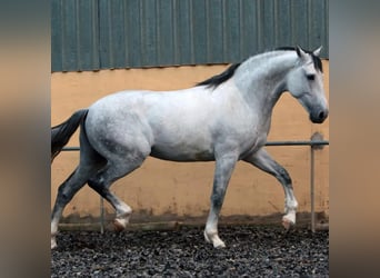 PRE Mix, Stallone, 10 Anni, 173 cm, Grigio