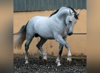 PRE Mix, Stallone, 10 Anni, 173 cm, Grigio