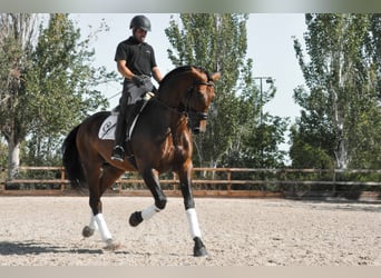 PRE, Stallone, 10 Anni, 174 cm, Baio scuro