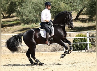 PRE Mix, Stallone, 10 Anni, 177 cm, Morello