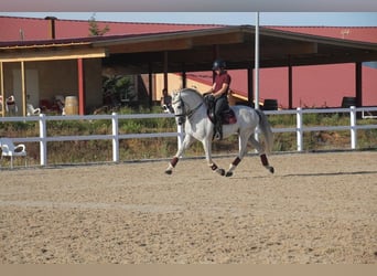 PRE Mix, Stallone, 11 Anni, 164 cm, Grigio