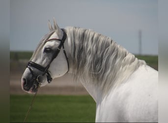 PRE Mix, Stallone, 11 Anni, 164 cm, Grigio