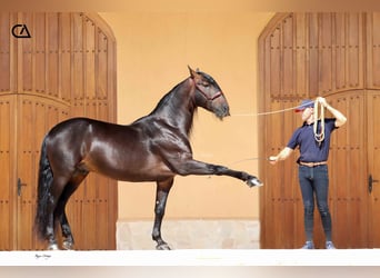 PRE, Stallone, 11 Anni, 165 cm, Baio scuro