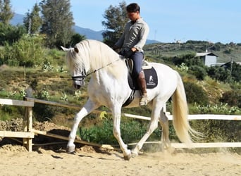 PRE, Stallone, 11 Anni, 166 cm, Grigio