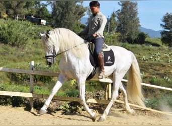 PRE, Stallone, 11 Anni, 166 cm, Grigio