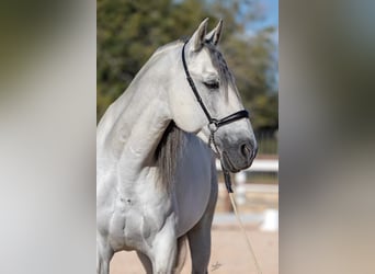 PRE Mix, Stallone, 11 Anni, 166 cm, Grigio