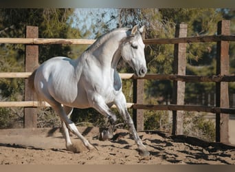 PRE Mix, Stallone, 11 Anni, 166 cm, Grigio