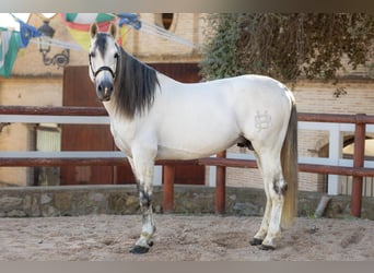 PRE Mix, Stallone, 11 Anni, 166 cm, Grigio