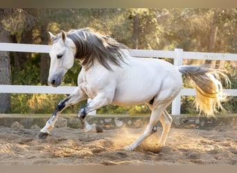 PRE Mix, Stallone, 11 Anni, 166 cm, Grigio