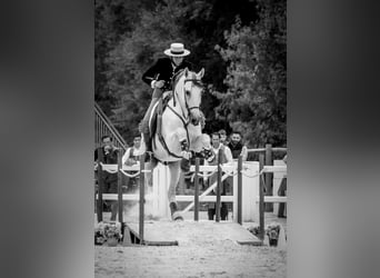 PRE, Stallone, 11 Anni, 168 cm, Grigio