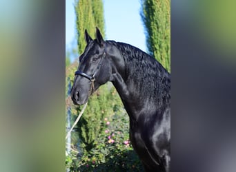 PRE Mix, Stallone, 11 Anni, 170 cm, Morello