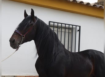 PRE Mix, Stallone, 11 Anni, 173 cm, Morello