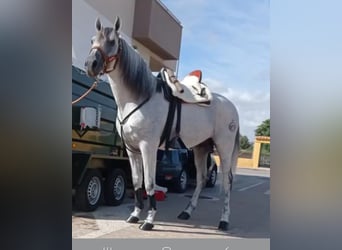 PRE Mix, Stallone, 12 Anni, 161 cm, Grigio